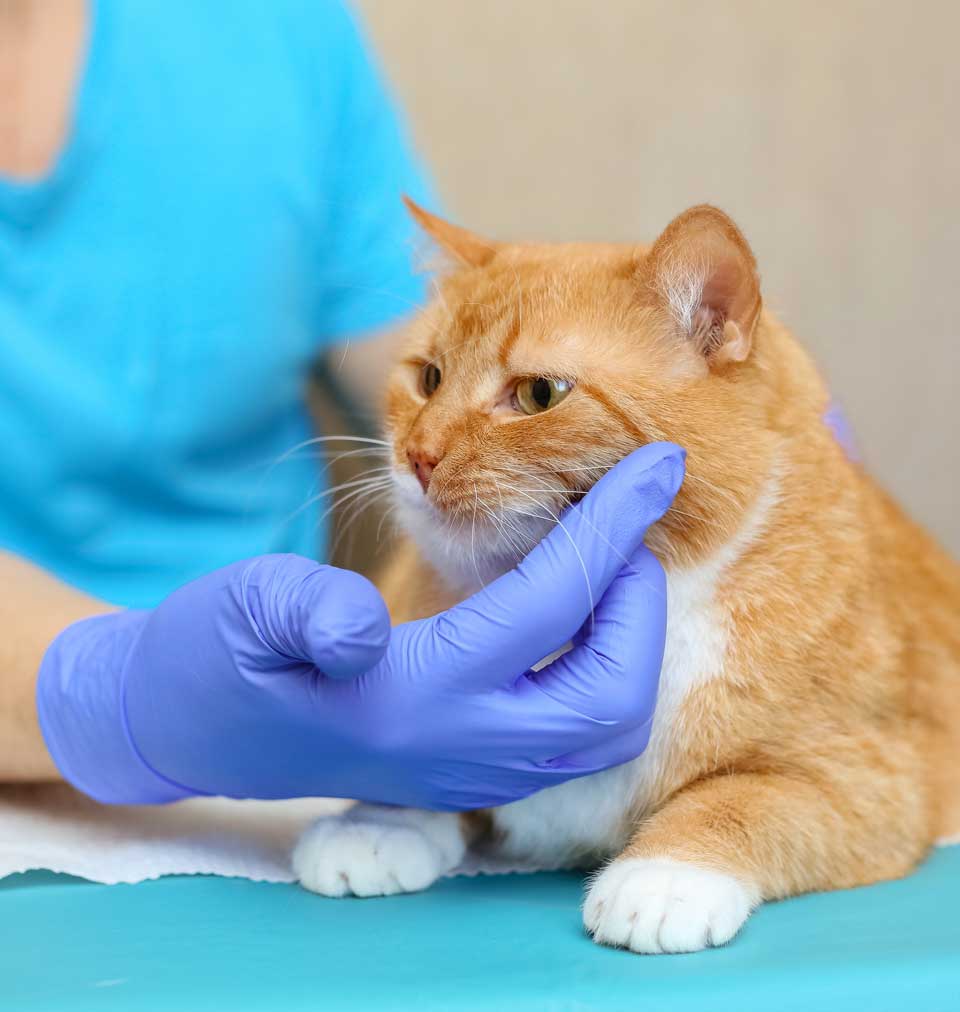 a veterinarian is treating a cat patient in San Antonio, TX