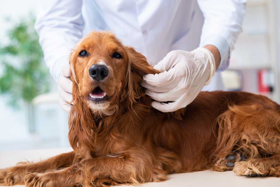 a veterinarian is treating a dog patient